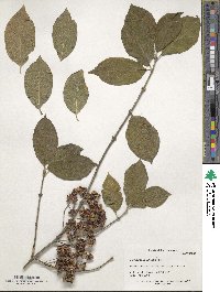 Euonymus latifolius image