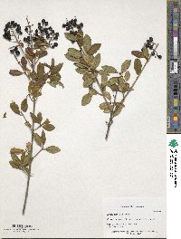 Ligustrum vulgare image