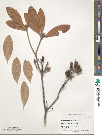 Rhododendron luteum image