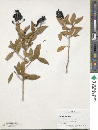 Ligustrum vulgare image