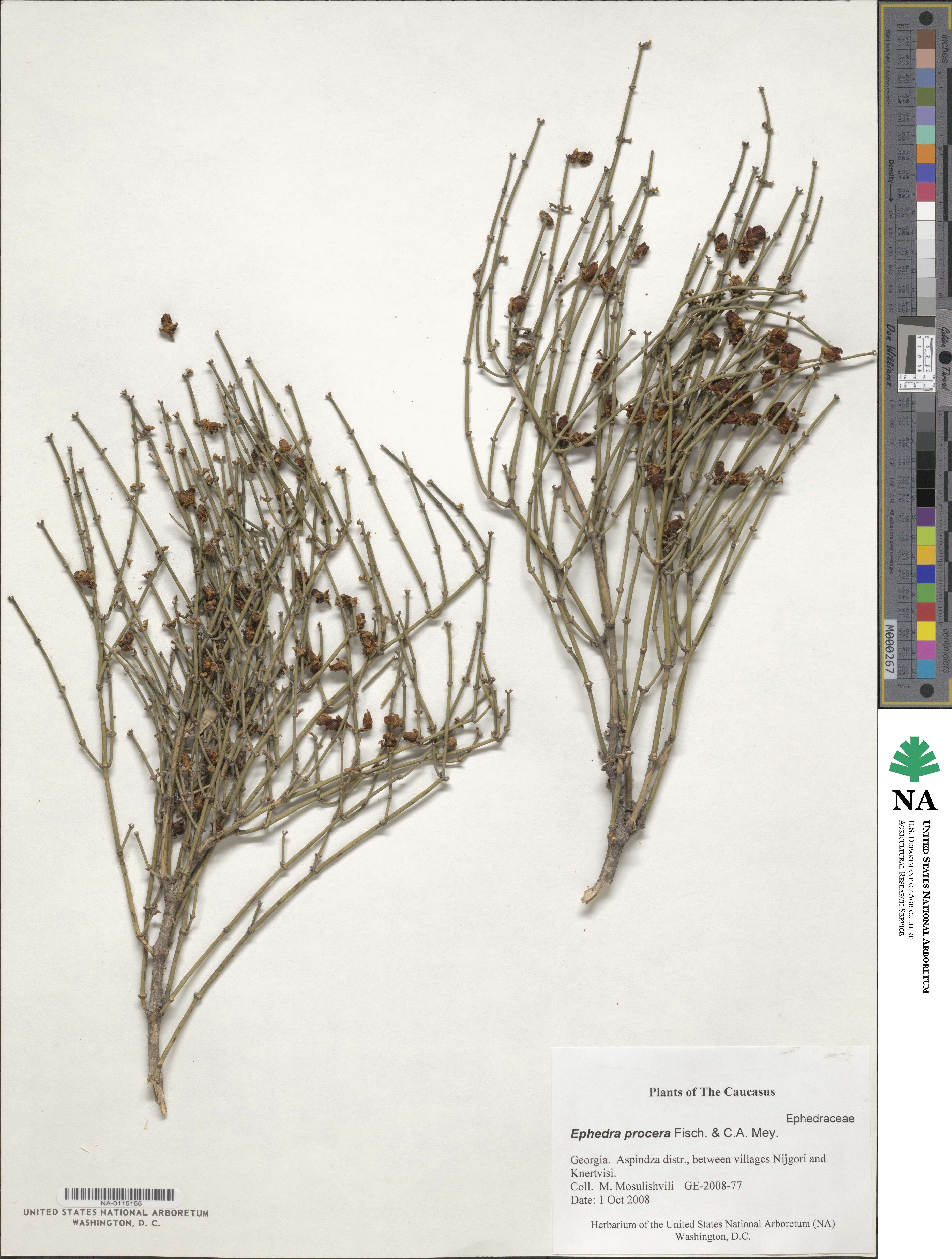 Ephedra procera image