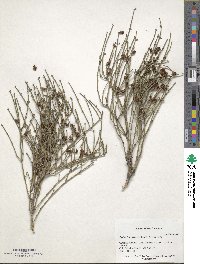 Ephedra procera image