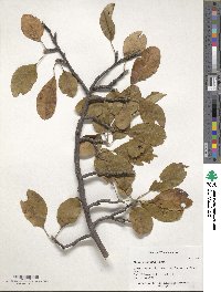 Malus sylvestris subsp. orientalis image