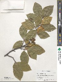 Fagus orientalis image