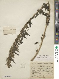 Urtica gracilis subsp. gracilis image