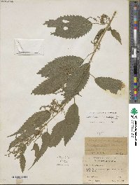 Urtica gracilis subsp. gracilis image