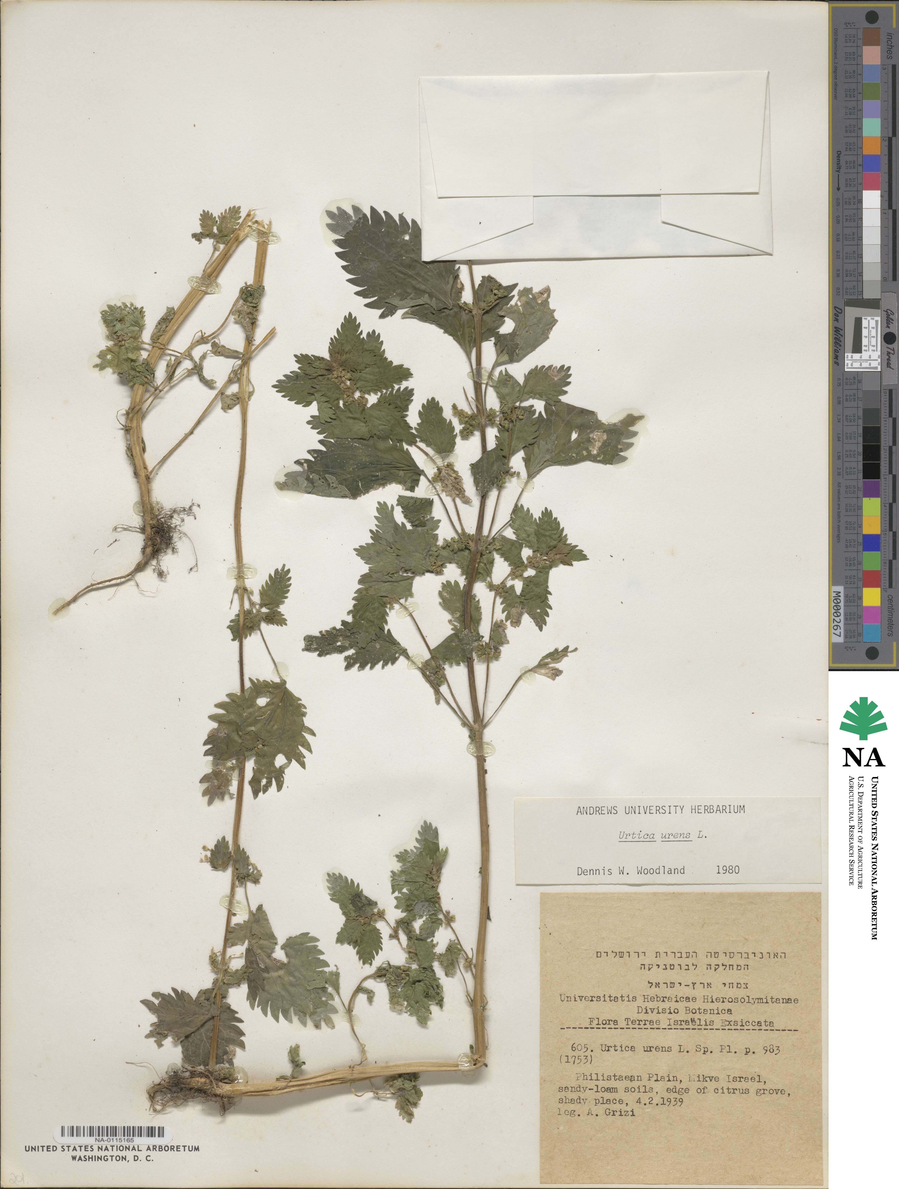 Urtica urens image