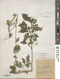 Urtica urens image