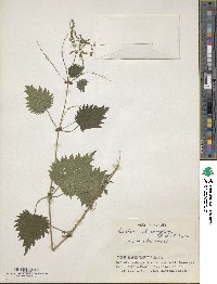 Image of Urtica thunbergiana