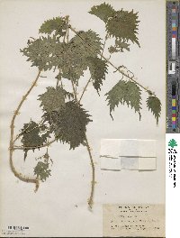 Urtica thunbergiana image