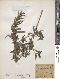 Urtica dioica subsp. pubescens image