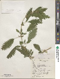 Urtica urens image