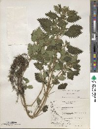 Urtica urens image