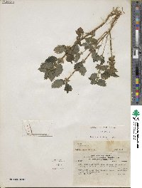 Urtica urens image