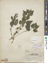 Urtica urens image