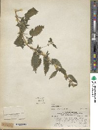 Urtica urens image