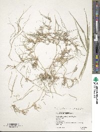 Bouteloua dactyloides image