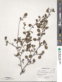 Cotoneaster racemiflorus image