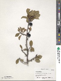 Prunus spinosa image