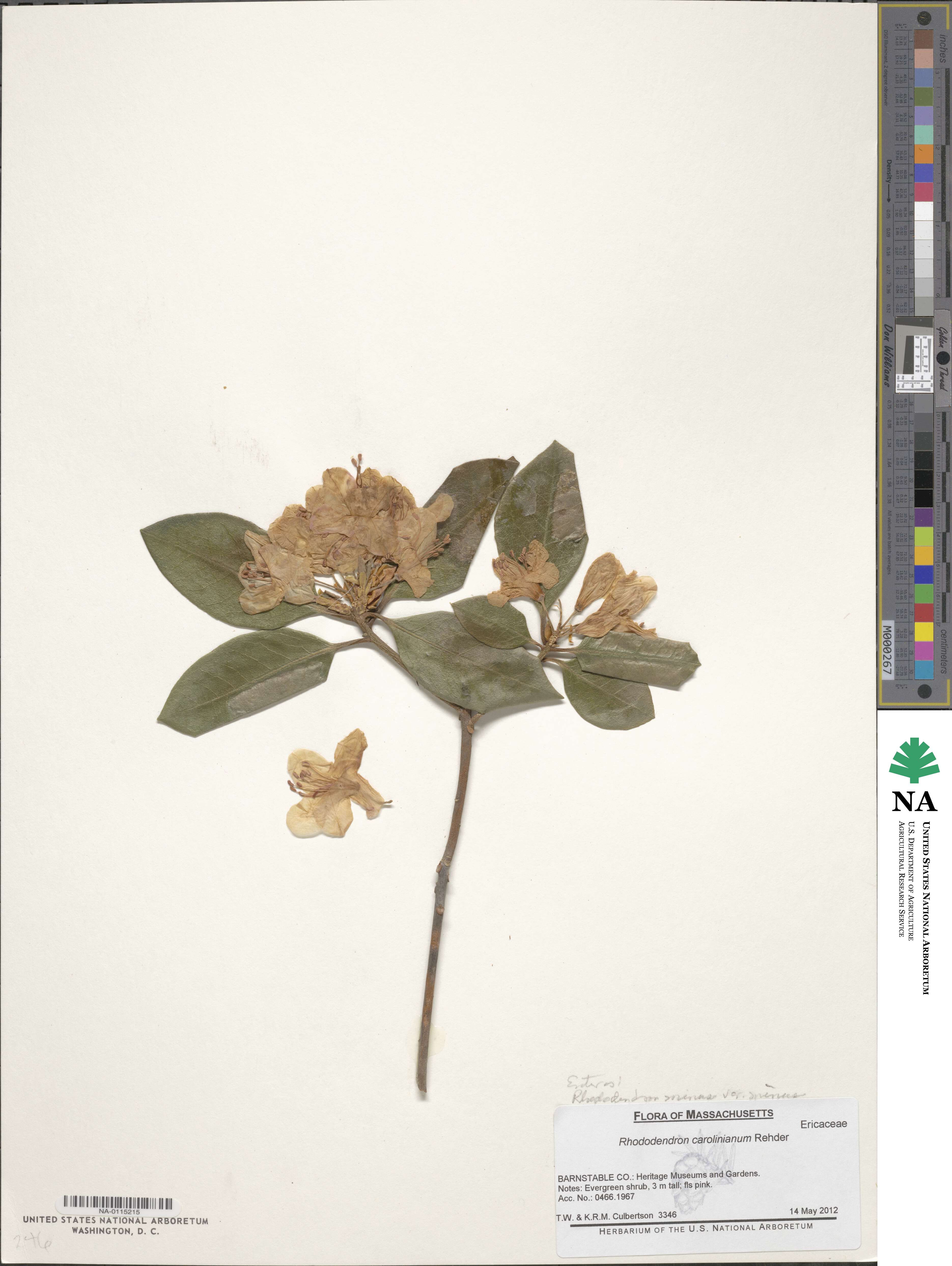 Rhododendron minus var. minus image