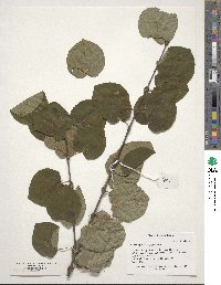 Cercidiphyllum japonicum image