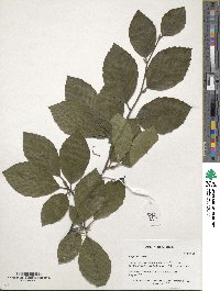 Fagus sylvatica image