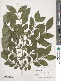 Ligustrum sinense image