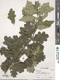 Quercus robur image