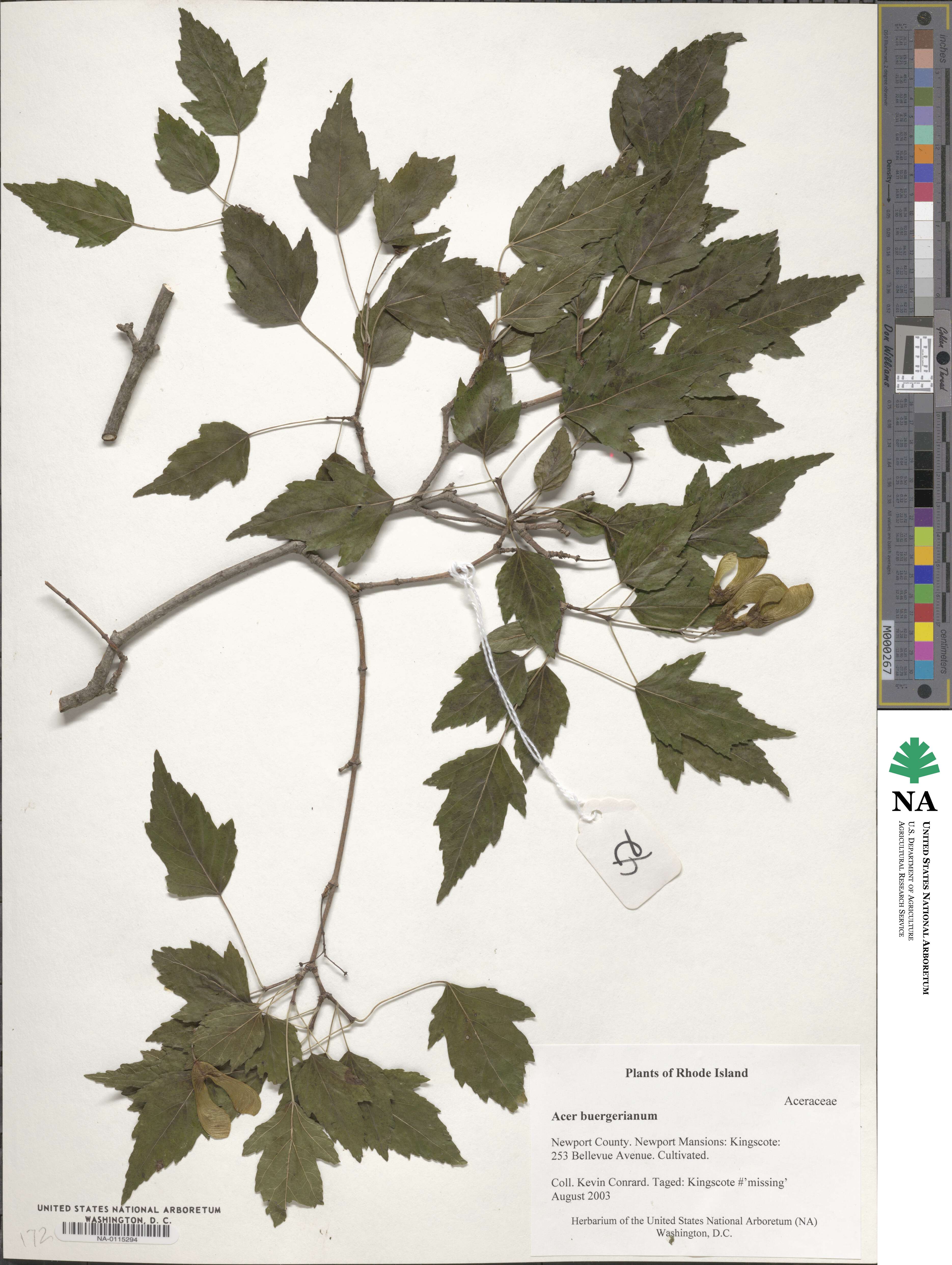 Acer buergerianum image