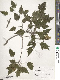 Acer buergerianum image