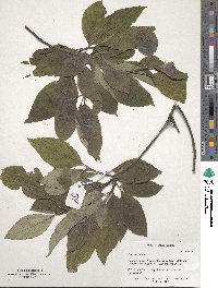 Cornus florida image