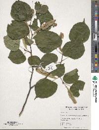 Tilia americana image