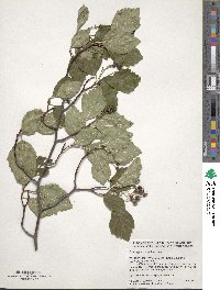 Crataegus scabrida image