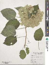 Hydrangea arborescens image