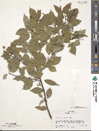 Prunus pensylvanica image