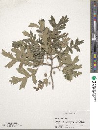 Quercus gambelii image