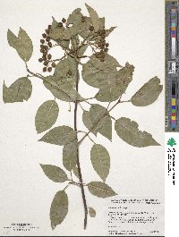 Viburnum lentago image