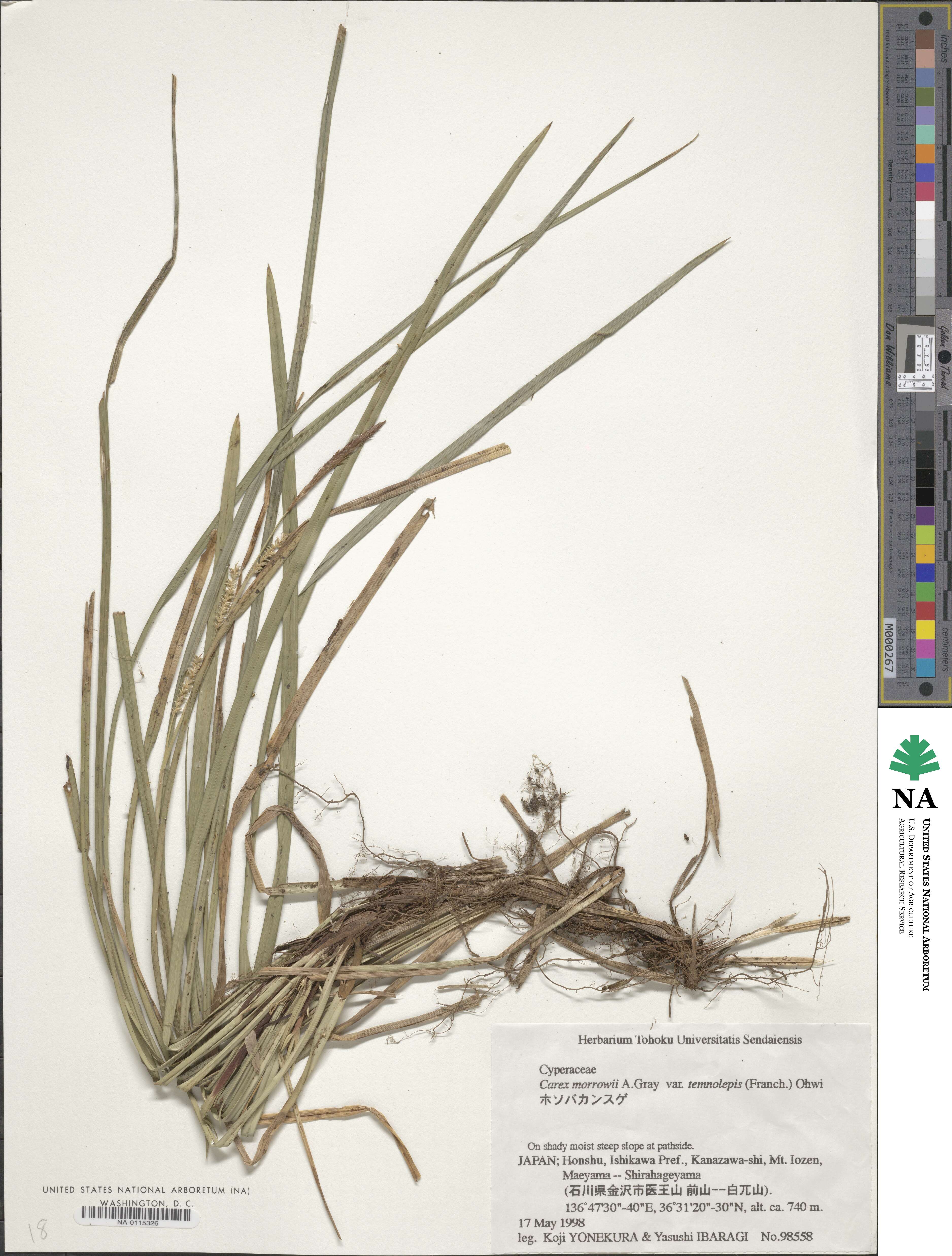 Carex morrowii var. temnolepis image