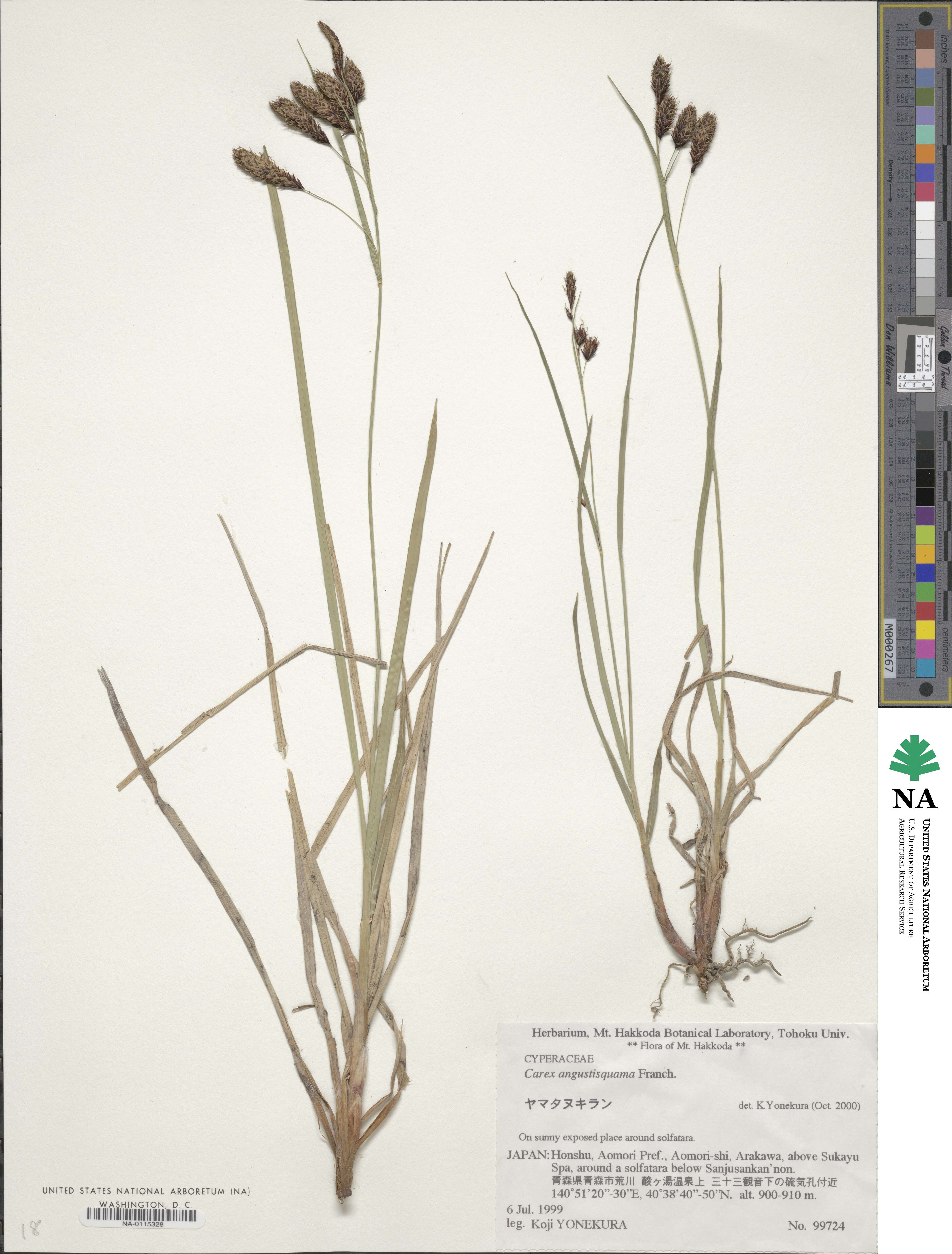 Carex angustisquama image