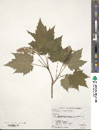 Acer ukurunduense image