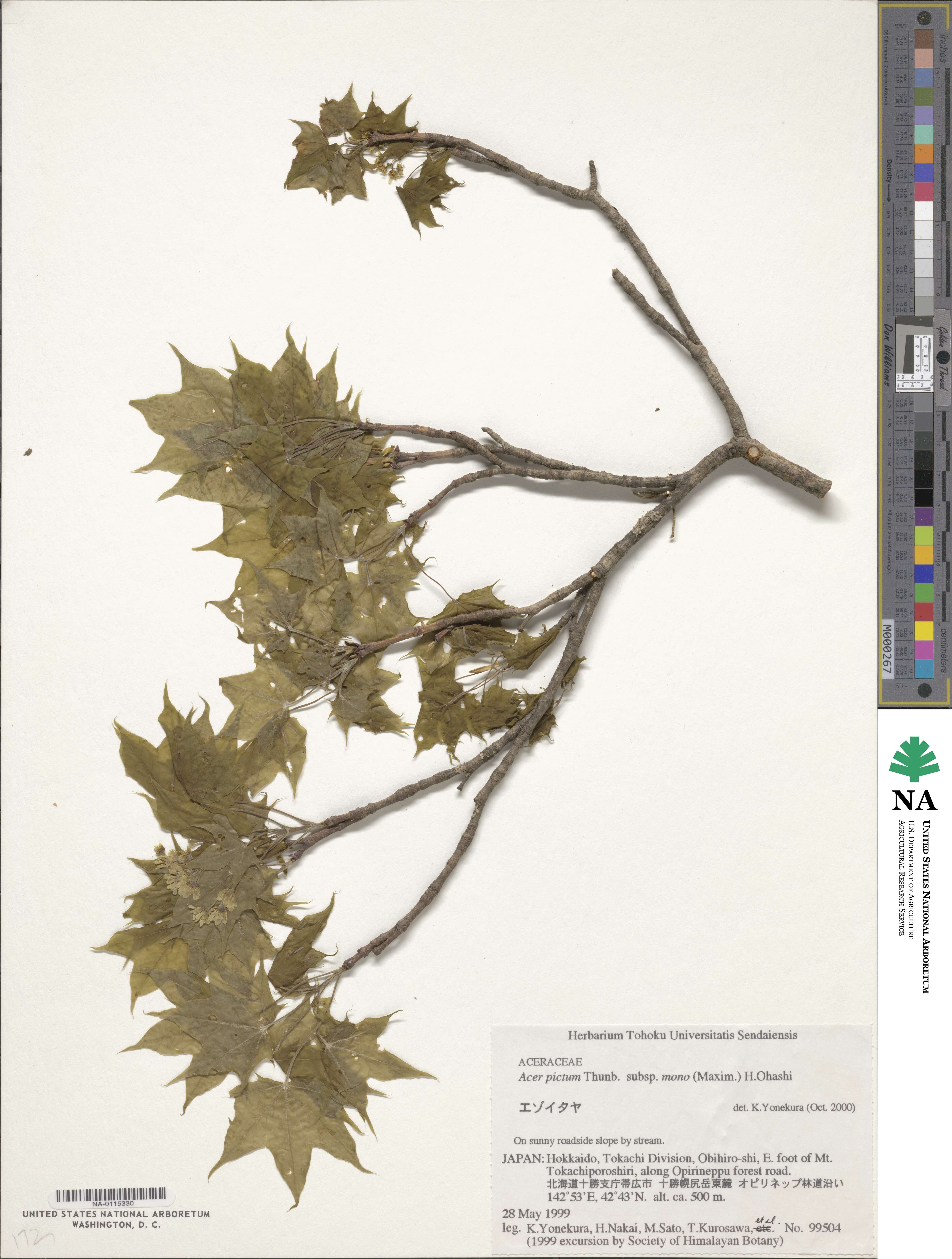 Acer pictum subsp. mono image