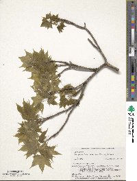 Acer pictum subsp. mono image