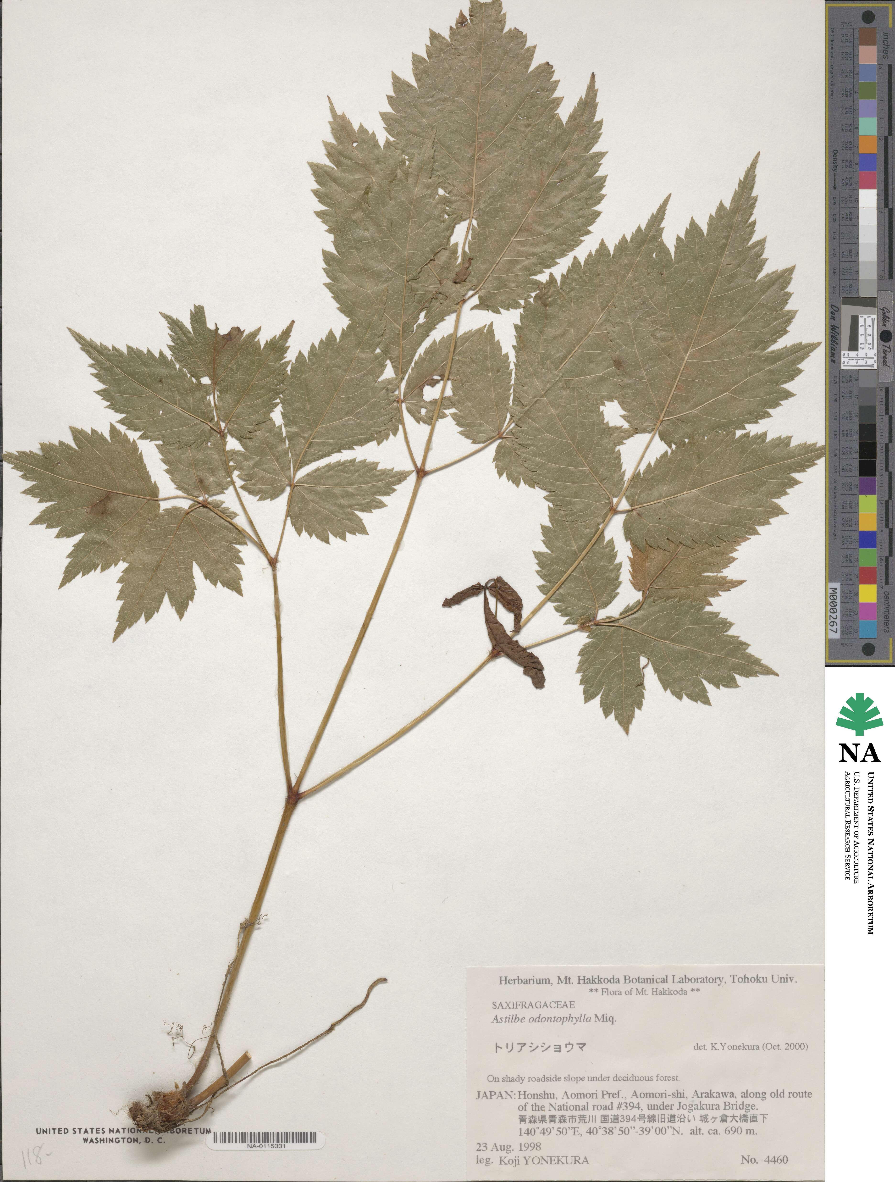 Astilbe image
