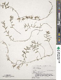 Lobelia chinensis image