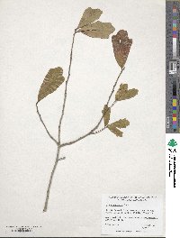 Quercus chapmanii image