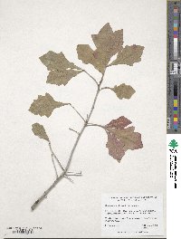 Quercus sinuata image