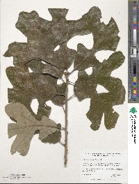 Quercus stellata image