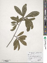 Quercus laurifolia image