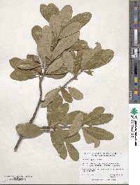 Quercus virginiana image