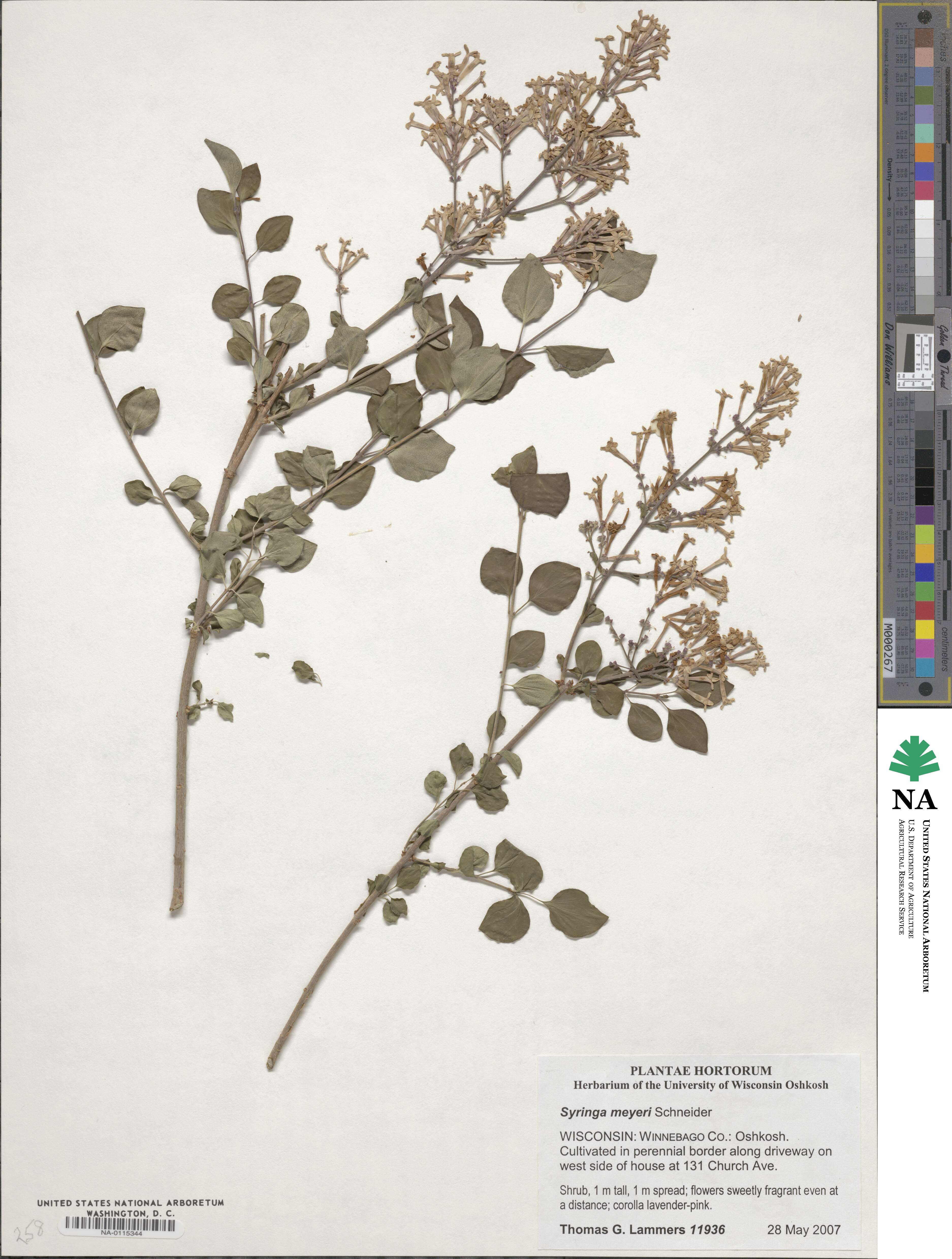 Syringa pubescens subsp. pubescens image